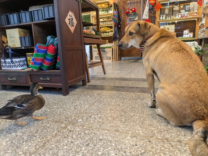 手作り小物ショップの看板犬とカモ。