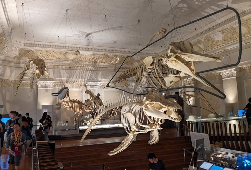 古代生物の骨格標本が展示されている模型。
