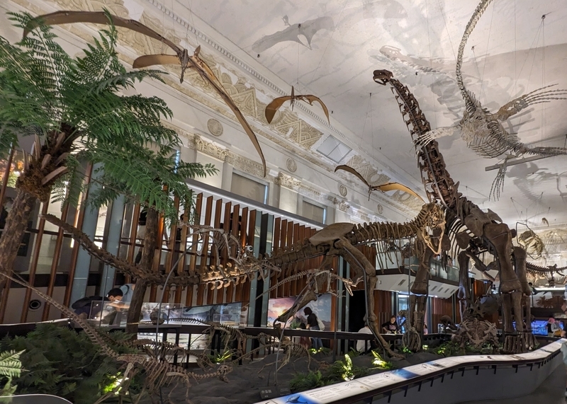 巨大恐竜の骨格標本の展示模型。天井が高く迫力がある。