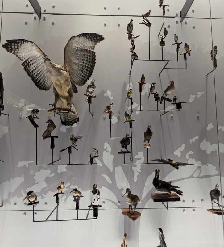 館内に展示されている鳥類の模型展示。かわいらしいデザイン。