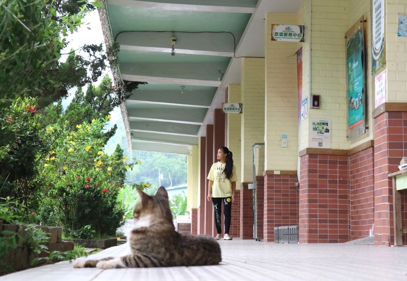 校舎前の通路と猫 校舎前の通路にいる猫の姿を撮影した写真。