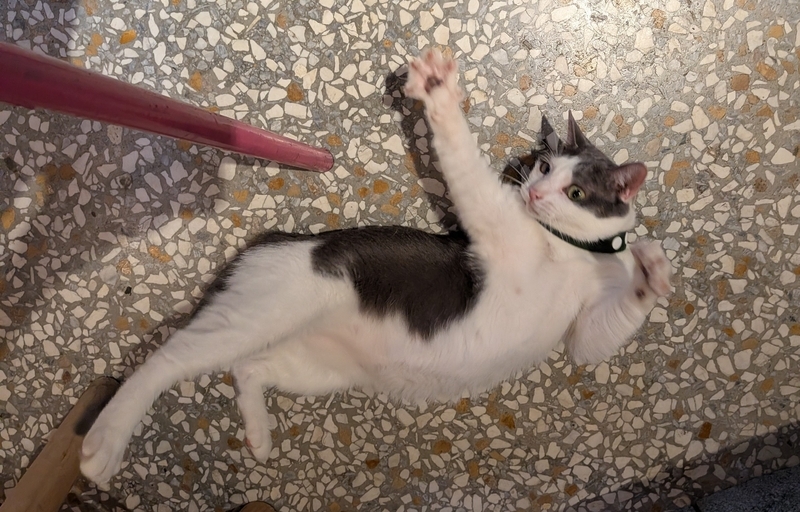 猫カフェの猫 店内でくつろぐ猫カフェの猫。